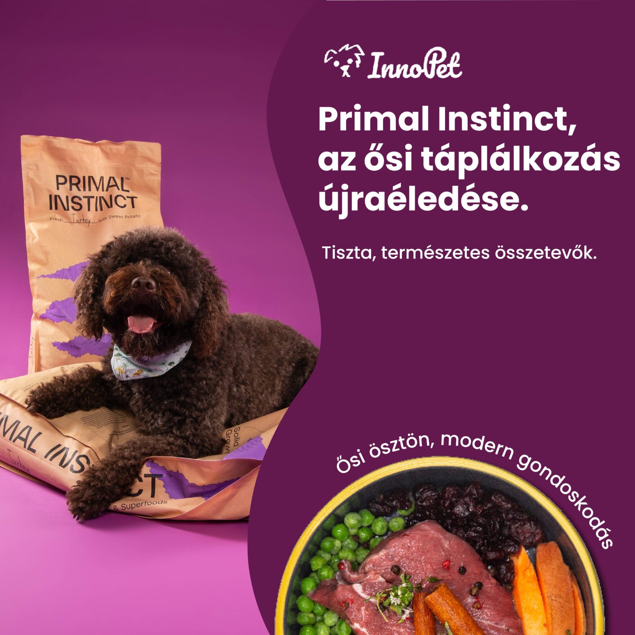 Inno pet képek 202507-02