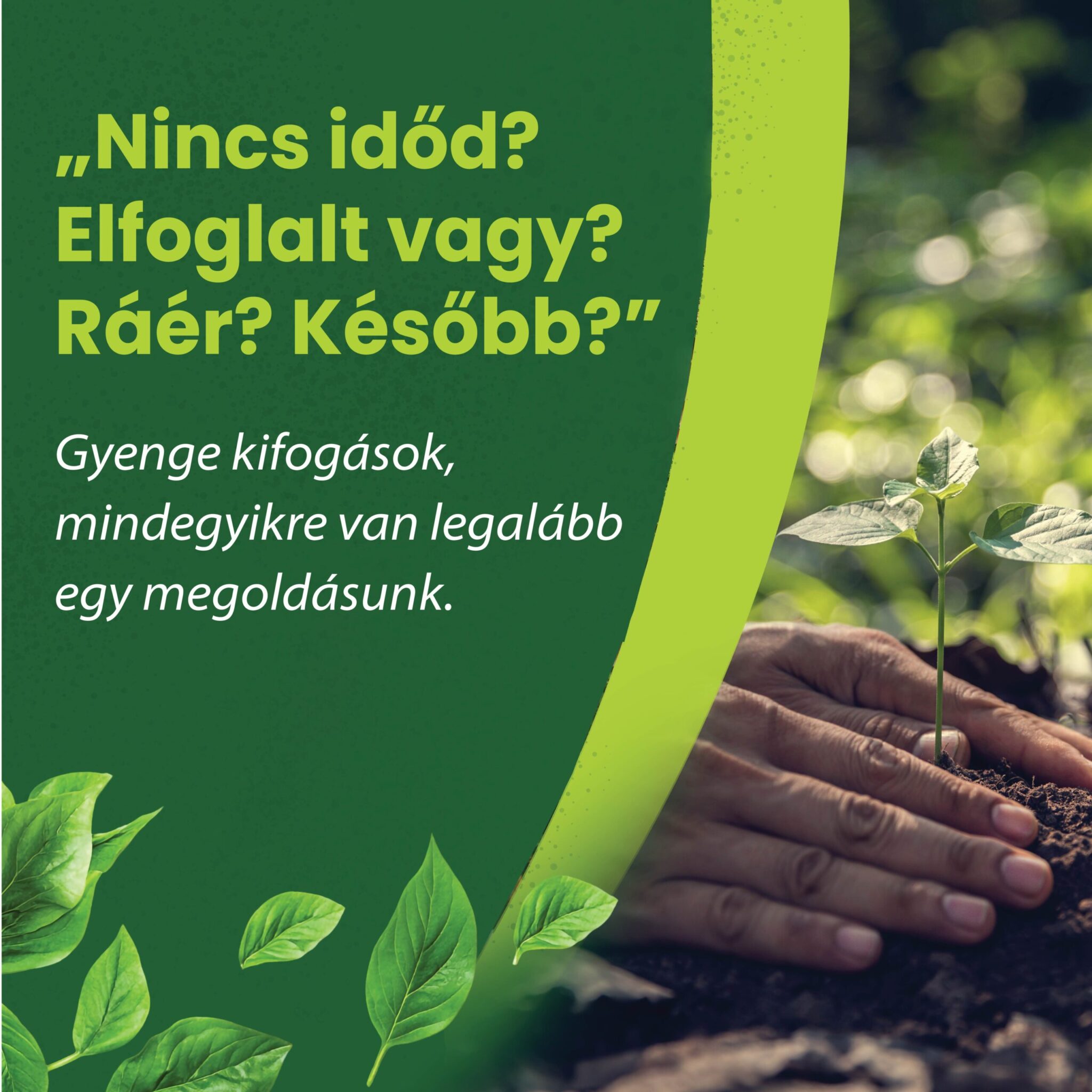 Kardos lovas iskola-02